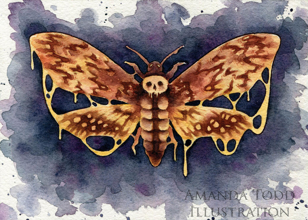 Deathshead Moth