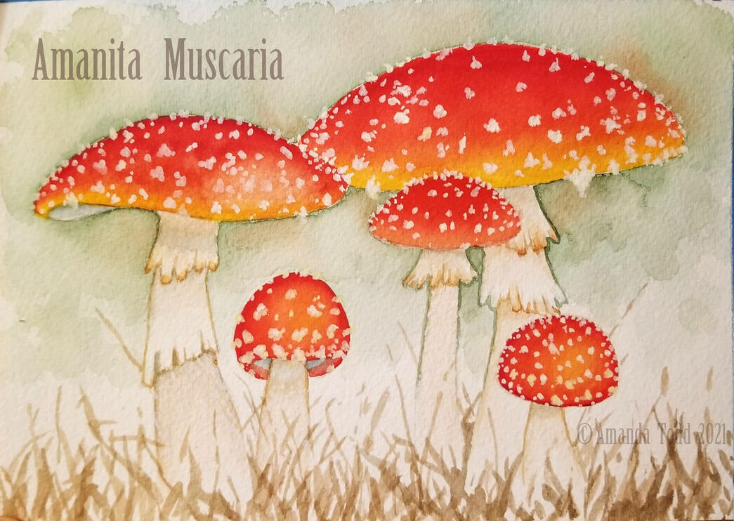 Amanita Muscaria